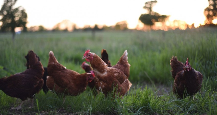 GALLINE ALLA RISCOSSA